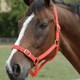 image 2 of Roma Horse Headcollar And Leadrope - Red - Cob