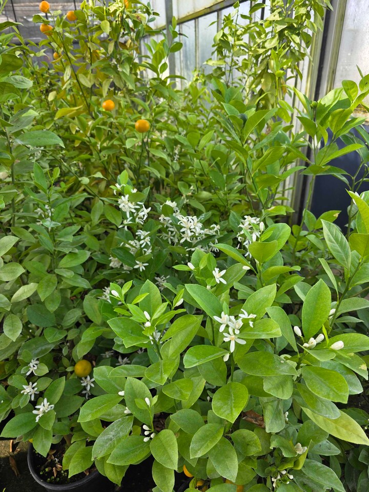 image 1 of Calamondin Citrus x microcarpa - Fragrant Patio Citrus Tree