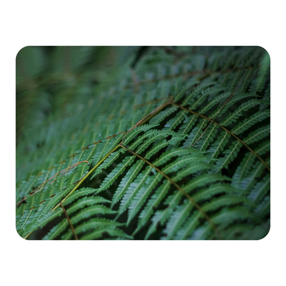 image 1 of green leaves pattern and texture at Indonesia (Blanket)