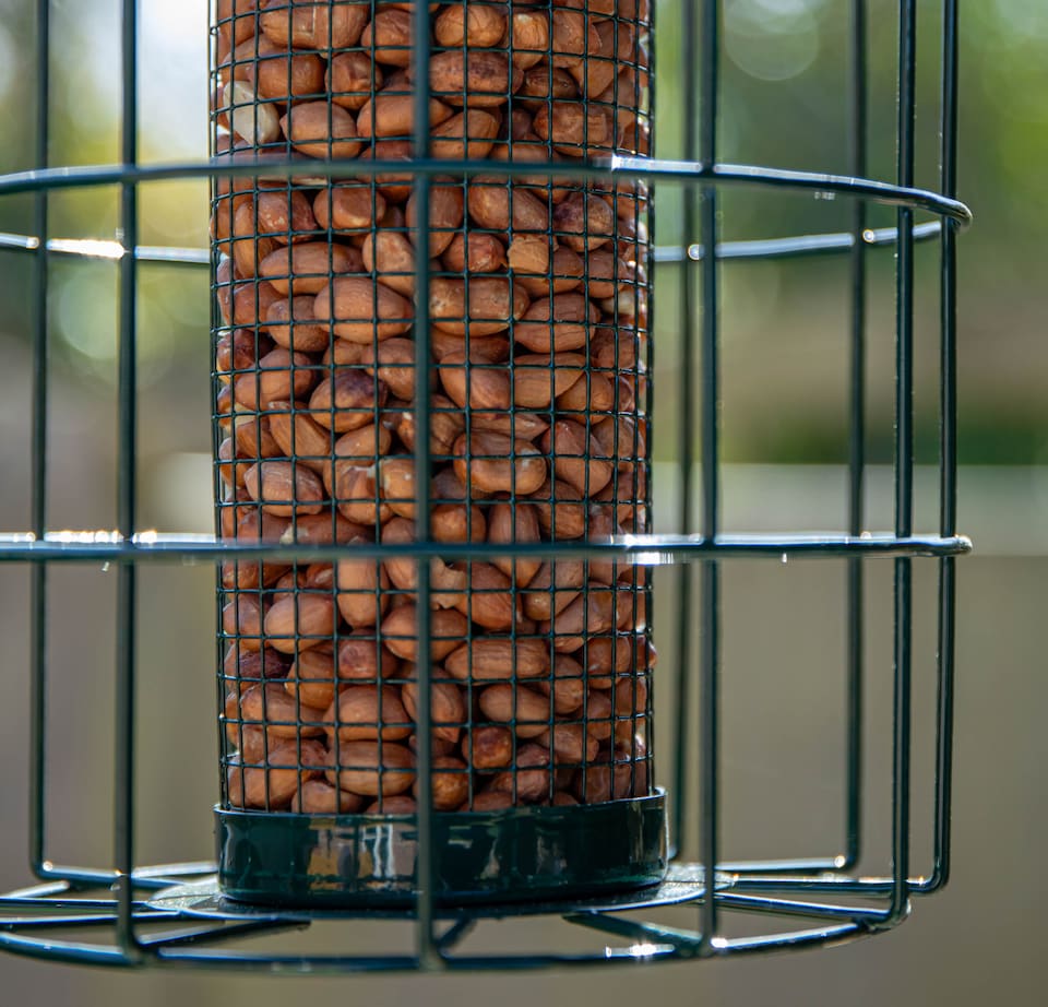 image 1 of Pack of 2 Samuel Alexander Metal Hanging Bird Nut Feeder with Squirrel Guard & Pack of Nut Feed