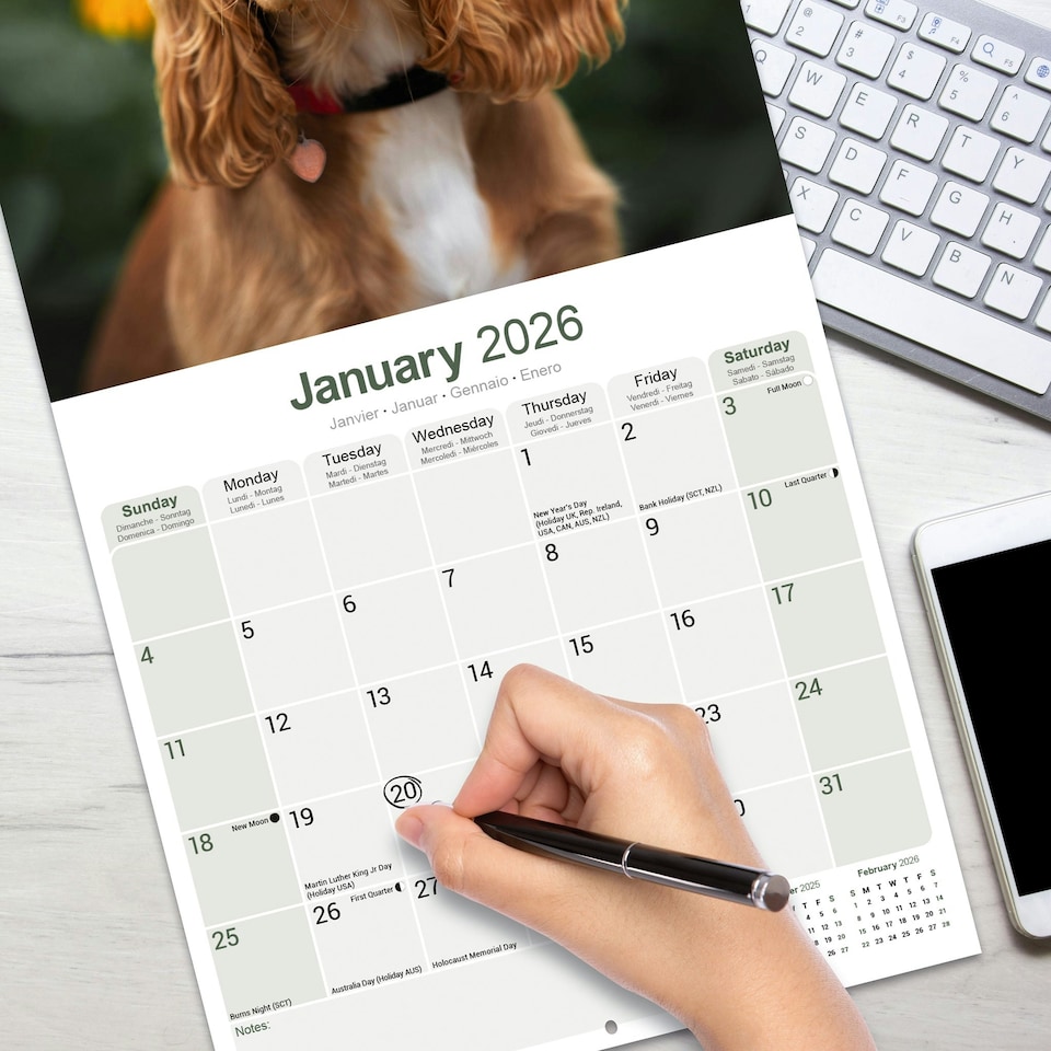 image 1 of English Cocker Spaniel 2026 Calendar | Square Wall Calendar | Dog Breed Gift | Plastic Free Packaging | by Avonside Publishing