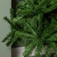 image 5 of 7ft Colorado Spruce Christmas Tree in Green with 763 tips Green | One Size