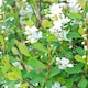 image 2 of Exochorda The Bride 9cm Potted Plant x 1