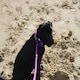 image 4 of HugglePets Advanced Reflective Slip Rope Dog Lead Pink
