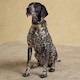 image 6 of Joules Medium Khaki Dog Collar