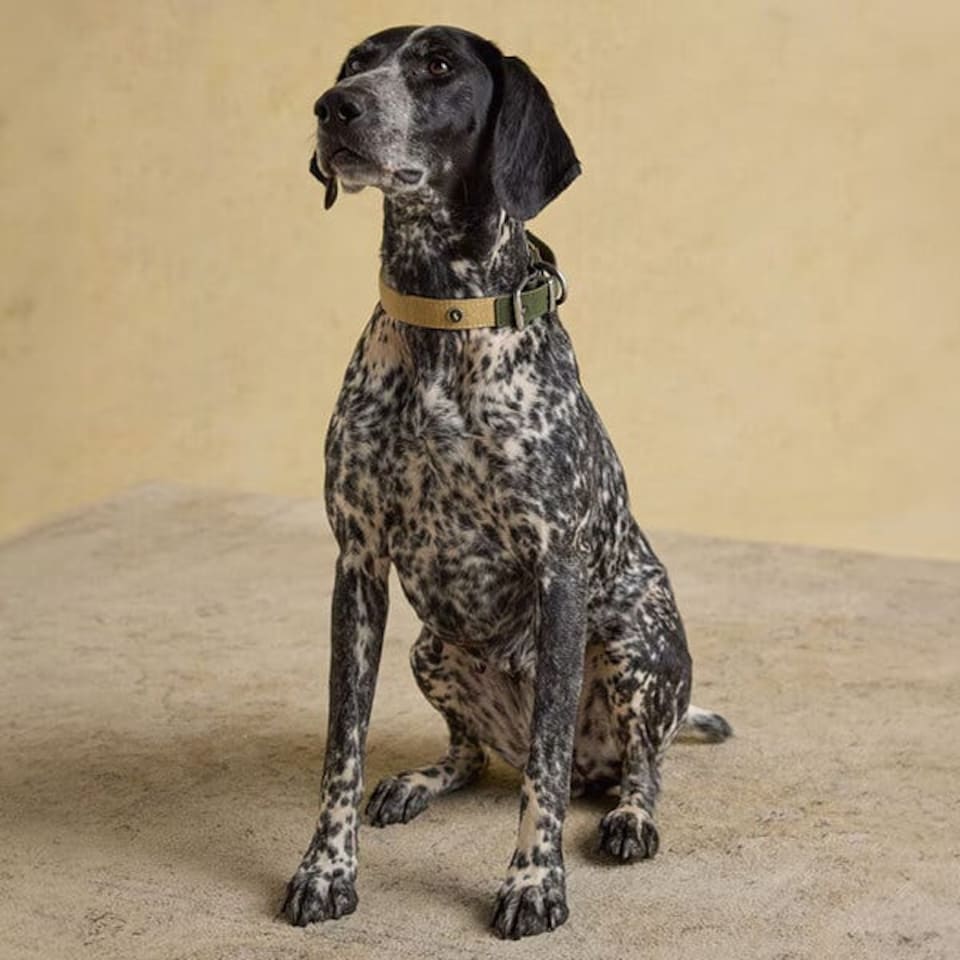 image 1 of Joules Medium Khaki Dog Collar