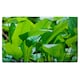 image 2 of Green leaf background abstract of nature (Bathroom Set)