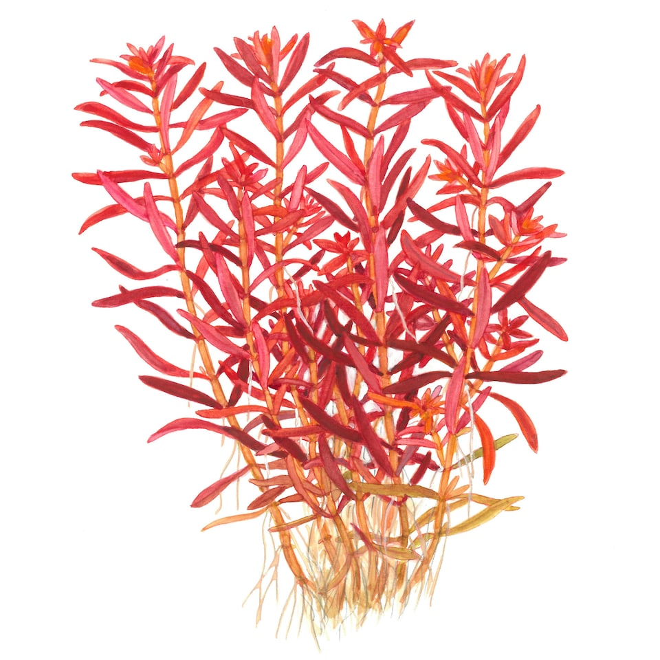image 1 of Tropica Rotala rotundifolia 'Blood Red' (Medium, Red) 1-2-Grow! N/A