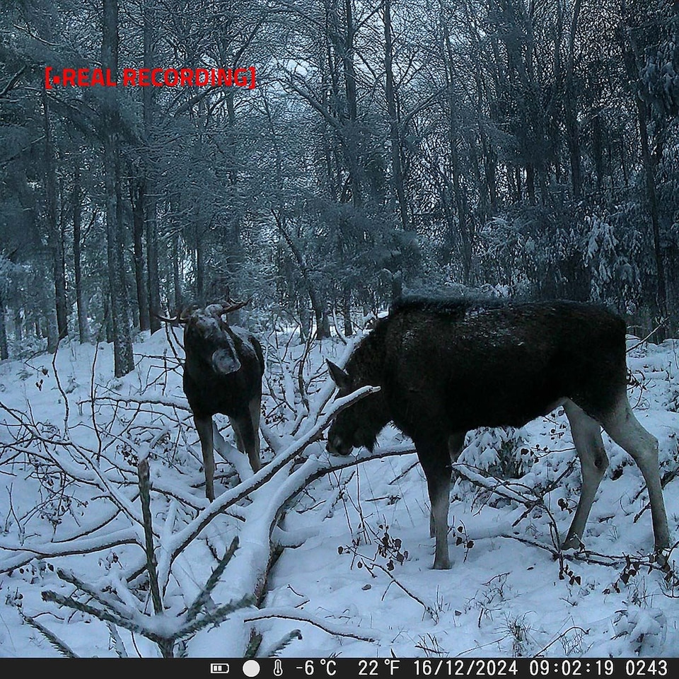image 1 of Nedis Ultra HD 4K Trail Camera, 50MP, 0.2s Trigger, Night Vision, Motion Detection, Time-Lapse, IP65, Battery Powered – Unleash the Power of Advanced Surveillance & Wildlife Photography