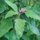 image 7 of Marshalls Garden Tree Spinach Plant 1 x 1 litre