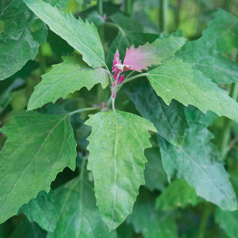 image 1 of Marshalls Garden Tree Spinach Plant 1 x 1 litre