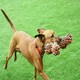 image 3 of Nuts for Knots Extreme Rope Bone Shaped Dog Toy
