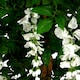 image 2 of 130cm Luxury Artificial Wisteria Tree White Flowers - Premium Range Gold Metal Planter