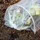 image 3 of Garden Gear PE Greenhouse Tunnel x 2 | Clear | 2