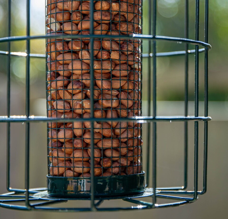 image 1 of Samuel Alexander Metal Hanging Bird Nut Feeder with Squirrel Guard & Pack of Nut Feed