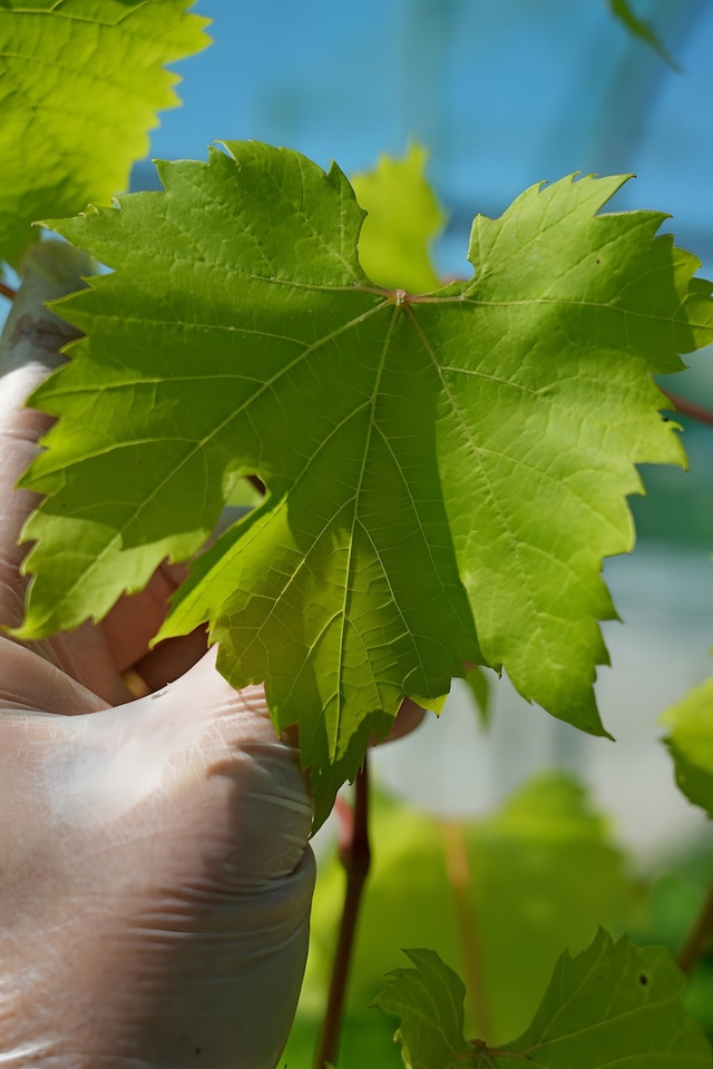 image 1 of Grape Vine 'Bianca' - Disease-Resistant Outdoor White Variety
