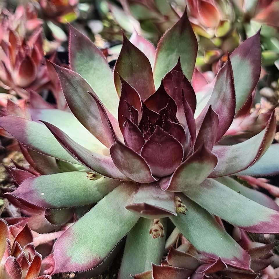 image 1 of Sempervivum Chick Charms Grape Galaxy Succulent - Silvery-Violet Aubergine Tips - Drought-Tolerant Evergreen - 9cm Pots