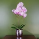 image 1 of 50cm Phalaenopsis Orchid Artificial - Light Pink Silver