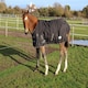 image 1 of Rhinegold Foal Konig Outdoor Rug Red | Size: 4ft 3
Colour: Red