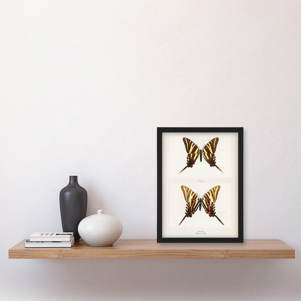 image 1 of Denton Framed Wall Art Papilio Ajax Butterfly Vintage Illustration Home Décor