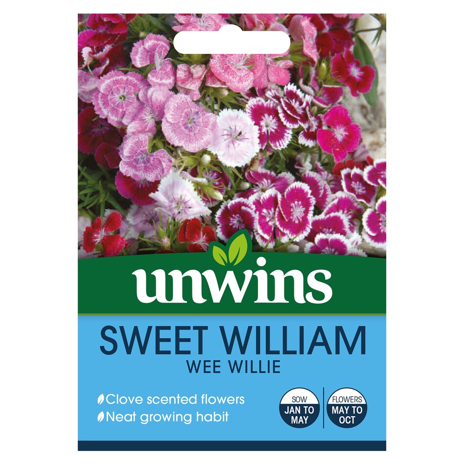 image 1 of Sweet William Wee Willie | Multi | pink, purple scarlet and white | 500 x Seeds | 1