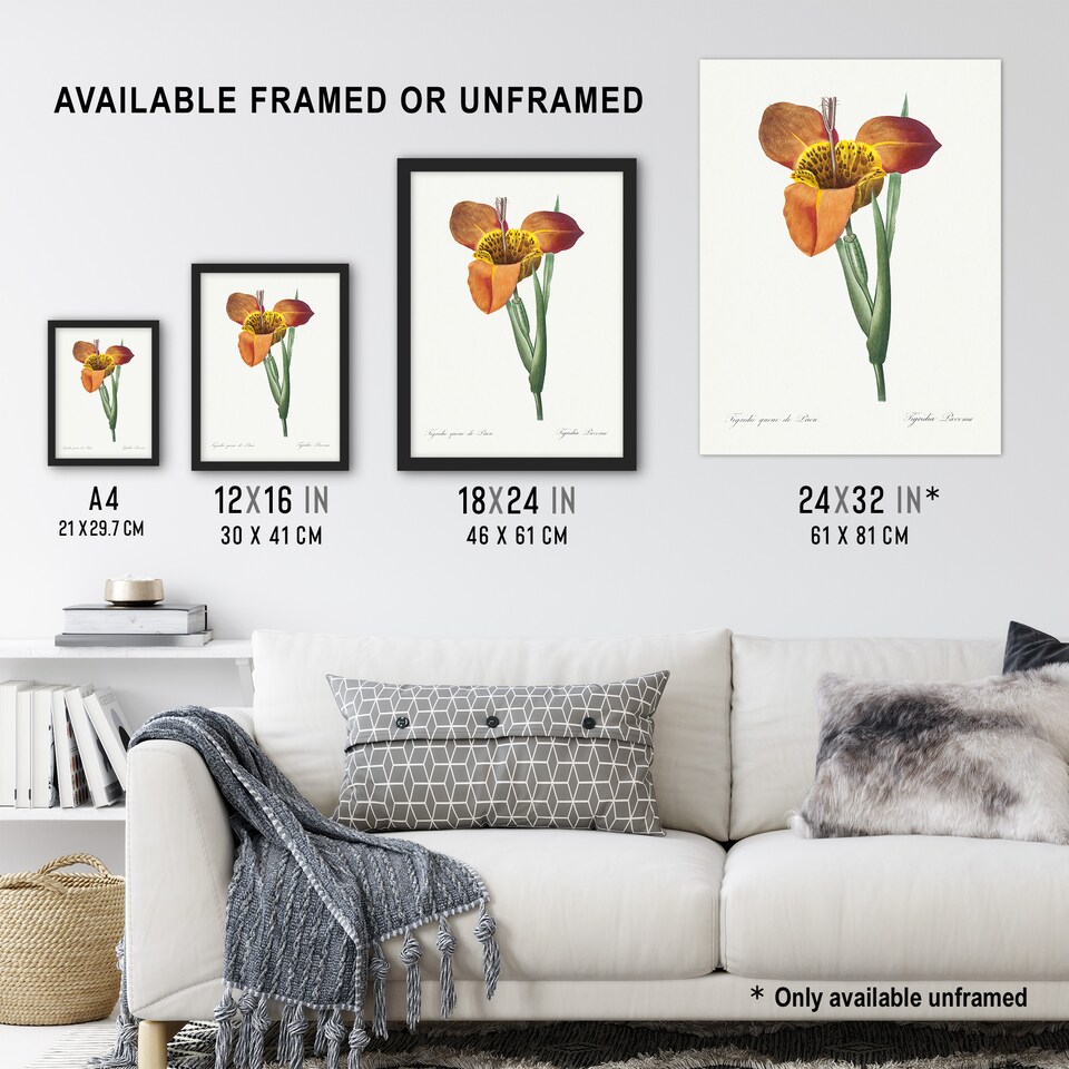 image 1 of Tiger Flower Botanical Redoute Vintage Wall Art Poster Print 12X16"