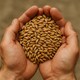 image 4 of Organic Spelt Grain 2kg (Sussex Wholefoods) 
