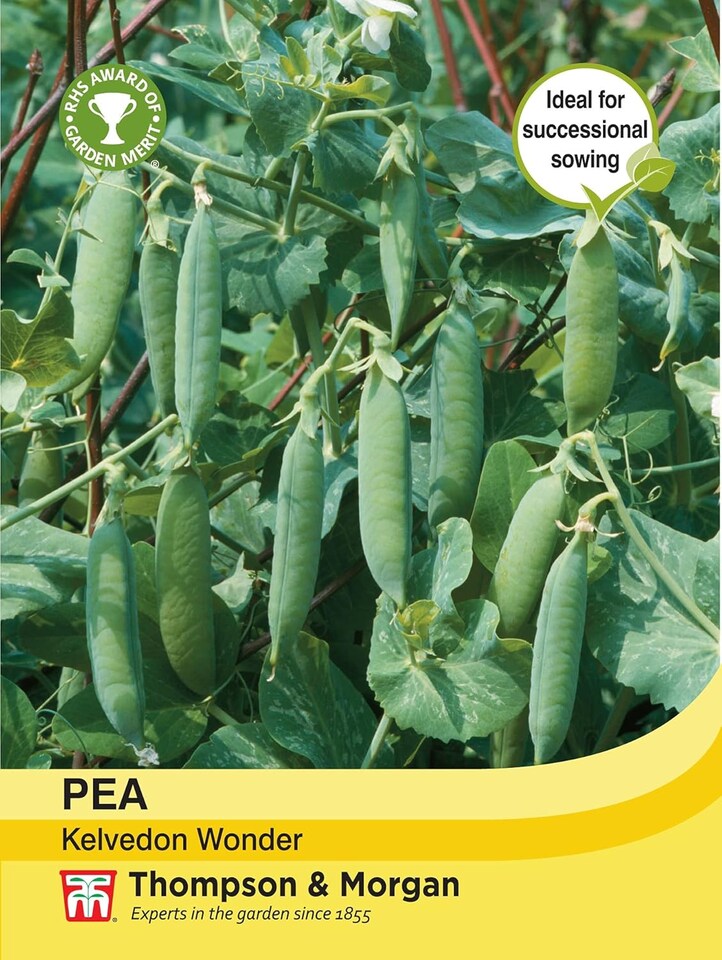 Pea Kelvedon Wonder 1 Seed Packet (250 Seeds)
