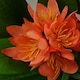 image 2 of 18cm Artificial Freesia Plant Orange Flowering