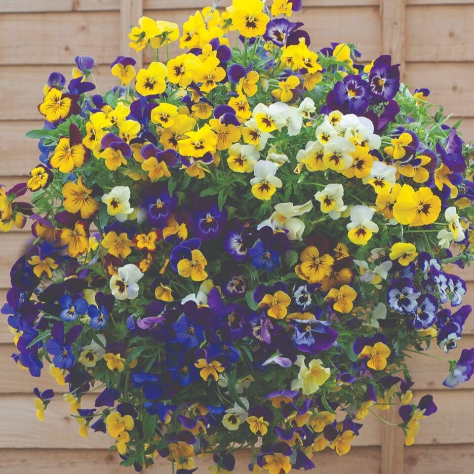 image 1 of Viola Waterfall Mixed Trailing Pansy Seeds Hanging Basket Plants 1 Packet x 40 Seeds by Thompson & Morgan