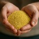 image 4 of Organic Millet Grain 500g (Sussex Wholefoods)