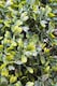 image 4 of Artificial Topiary Grass Spiral Swirl Bush 150cm
