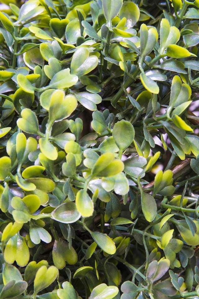 image 1 of Artificial Topiary Grass Spiral Swirl Bush 150cm