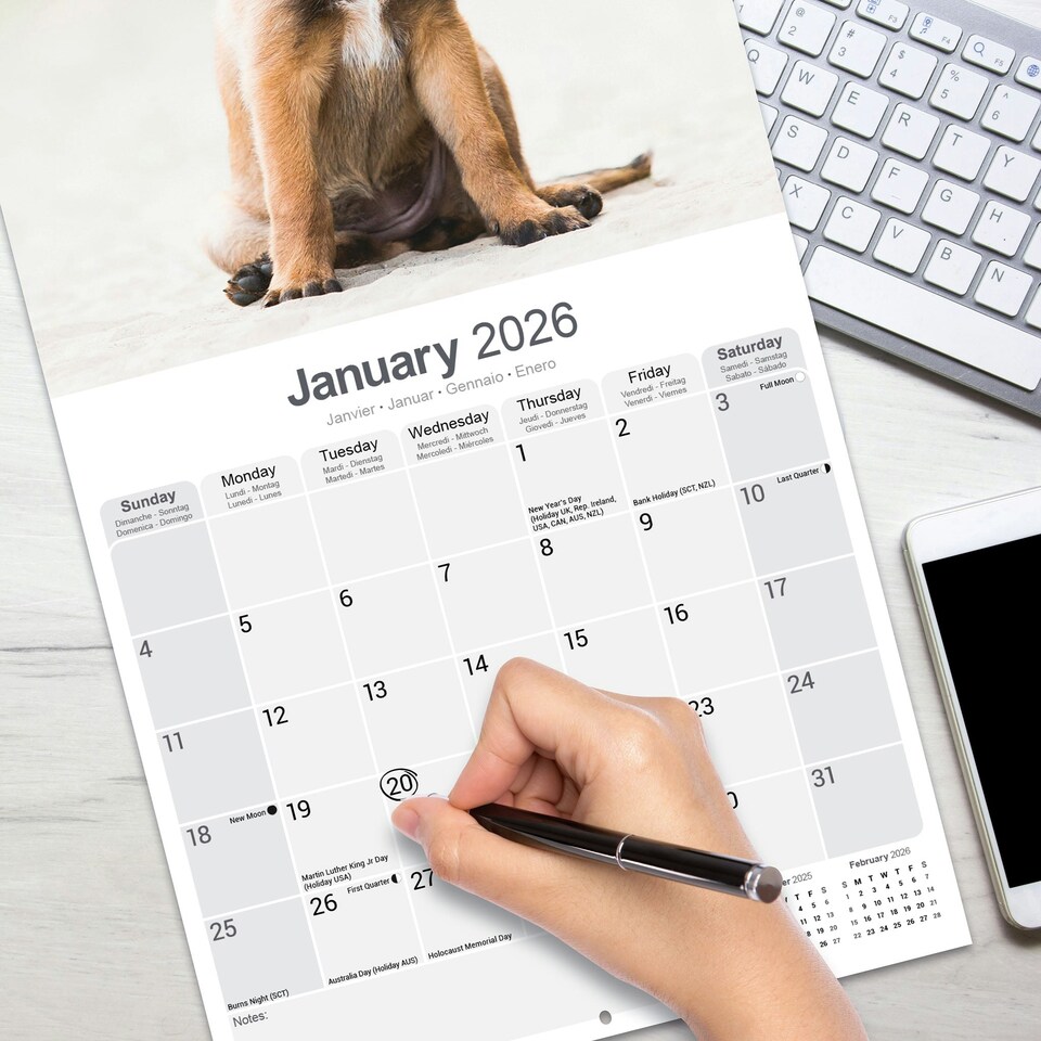 image 1 of Belgian Shepherd Dog 2026 Calendar | Square Wall Calendar | Dog Breed Gift | Plastic Free Packaging | by Avonside Publishing