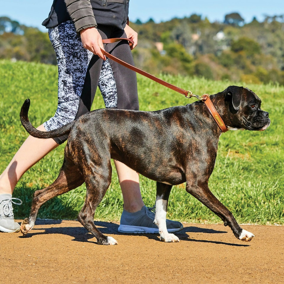 image 1 of Weatherbeeta Padded Leather Dog Collar - Tan - XS