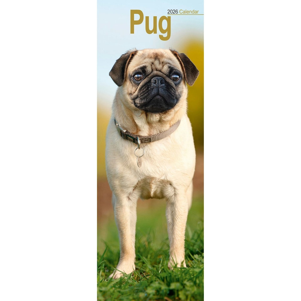 image 1 of Pug Slim 2026 Calendar | Slimline Wall Calendar | Dog Breed Gift | Plastic Free Packaging | by Avonside Publishing [Calendar] Avonside Publishing Ltd