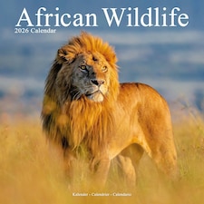 African Wildlife 2026 Calendar | Square Wall Calendar | Animal Gift | Plastic Free Packaging | by Avonside Publishing