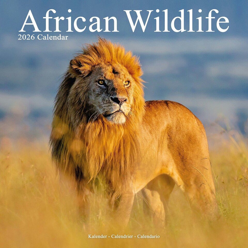 image 1 of African Wildlife 2026 Calendar | Square Wall Calendar | Animal Gift | Plastic Free Packaging | by Avonside Publishing