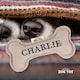 image 2 of History & Heraldry Pre-Personalised Squeaky Bone Dog Toy - Charlie