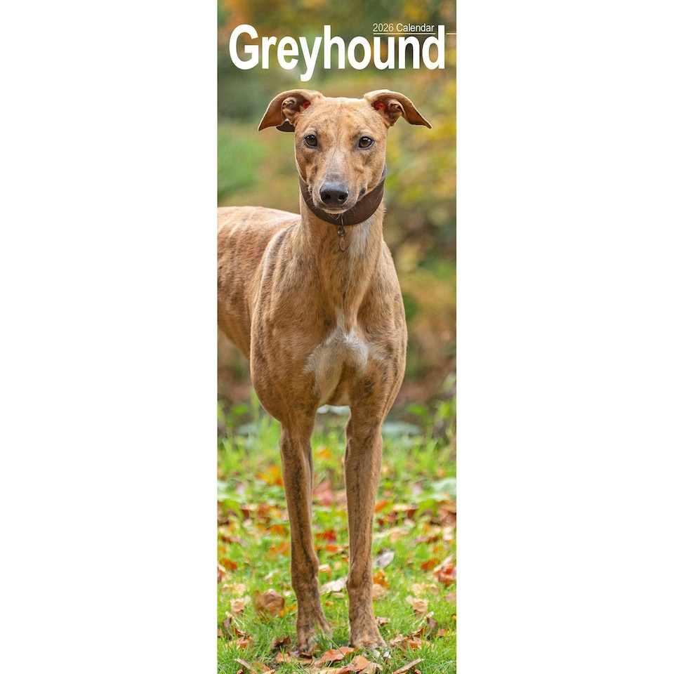 image 1 of Greyhound Slim 2026 Calendar | Slimline Wall Calendar | Dog Breed Gift | Plastic Free Packaging | by Avonside Publishing [Calendar] Avonside Publishing Ltd
