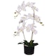 image 1 of 65cm Artificial Luxury Artificial Orchid - 3 Stems - Soft White Plant