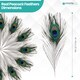 image 2 of Trimming Shop Real Peacock Feather, 15" - 18" Inch - 25pcs