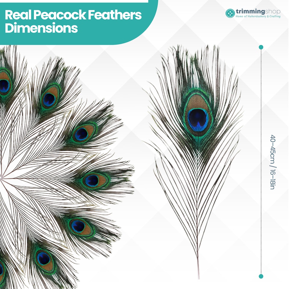 image 1 of Trimming Shop Real Peacock Feather, 15" - 18" Inch - 25pcs