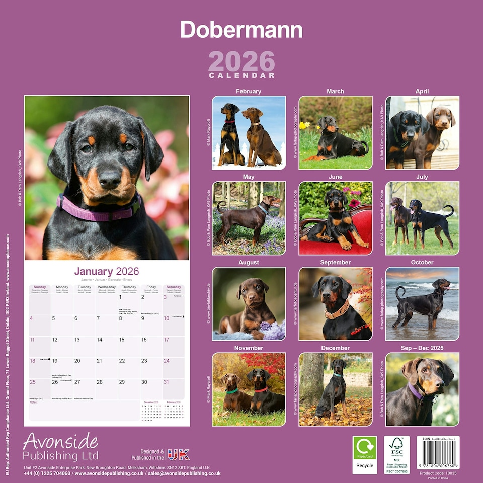 image 1 of Dobermann 2026 Calendar | Square Wall Calendar | Dog Breed Gift | Plastic Free Packaging | by Avonside Publishing