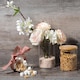 image 6 of Argon Tableware Glass Storage Jar Set - Wooden Lids - Modern Round Scandi Organisation Container Glass Jar - 3 Sizes