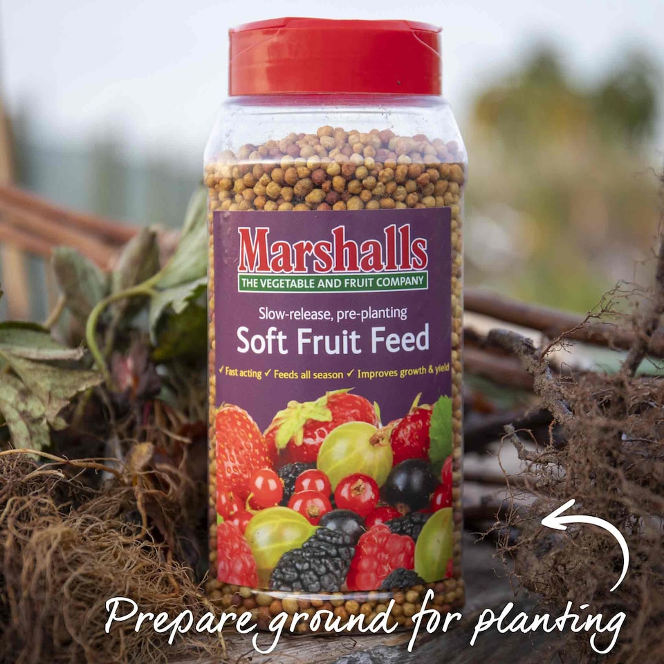 image 1 of Marshalls Garden Strawberry 'Malling Centenary' Premium 10 bare-Root Plants
