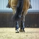 image 3 of LeMieux Ultra Mesh Snug Boots Hind Blue | Large