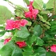 image 2 of 150cm Japanese Artificial Silk Bougainvillea Tree | Pink | 5ft