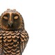 image 2 of Cast Iron Owl Door Knocker