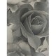 image 2 of Muriva Madison Roses Wallpaper - Black - 10m x 53cm Black